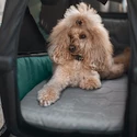 Bett für Fahrradanhänger Thule Bexey Dog Bed M